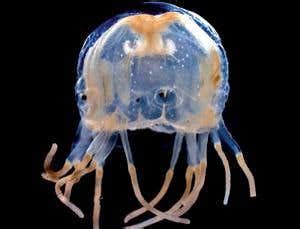 Brainless box jellyfish know which way is up | New Scientist