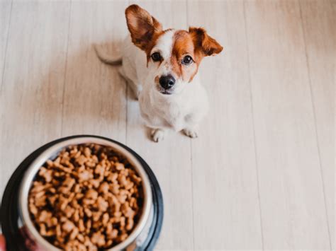 Benefits of Grain Free Dog Food | Pets Plus: Pet Shop Ireland