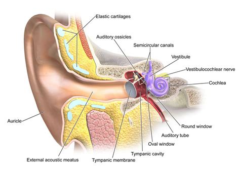 Hearing Structure Of The Ear - Integrated MCAT Course