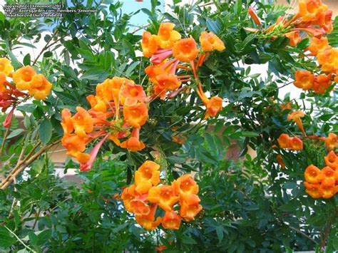 "orange jubilee" Esperanza | Flowering bushes, Backyard plants, Landscaping plants