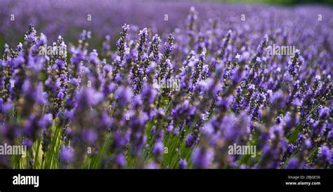 Washington Island Lavender Fields Stock Photo - Alamy