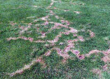 Moles in the lawn - MSU Extension