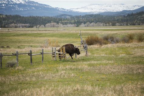 Grand Teton National Park Wildlife on SVA Portfolios