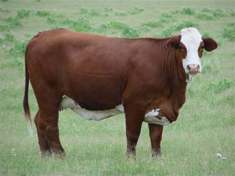 beefmaster bulls - CattleToday.com