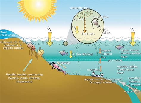 Hypoxia 101 | Mississippi River/Gulf of Mexico Hypoxia Task Force | US EPA