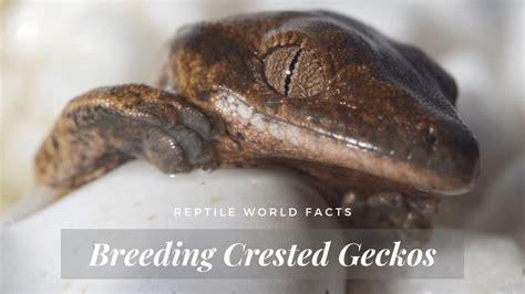 Breeding Crested Geckos - What You Need To Know