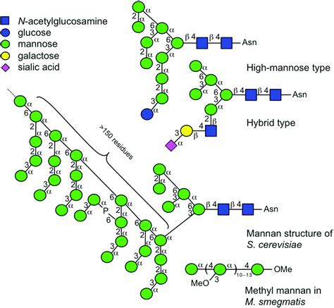 Synthesis and structural investigation of a series of mannose-containing oligosaccharides using ...