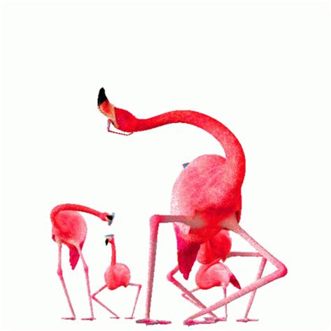 Flamingos Dancing Sticker – Flamingos Dancing Crazy – discover and ...