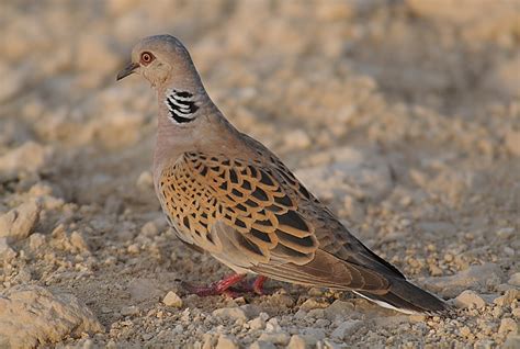 Birds of Saudi Arabia: European Turtle Dove Breeding