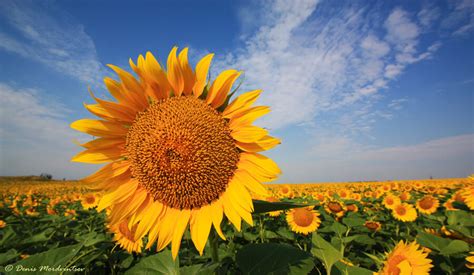 Agrarians from Ukraine started harvesting sunflower - Agrozernoholding ...