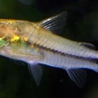 Pygmy corydoras - Corydoras Catfish - Corydoras pygmaeus | Tank Facts