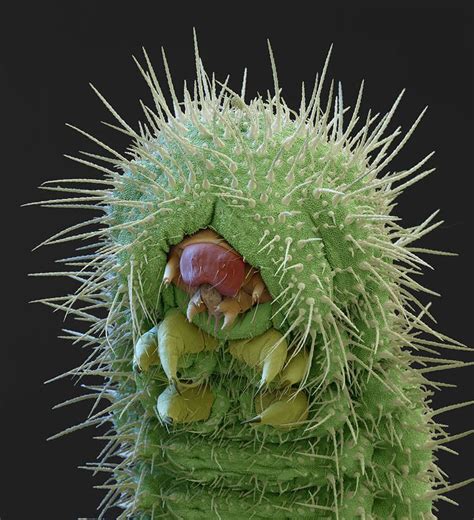 36 best parasite images on Pinterest | Electron microscope, Animales ...