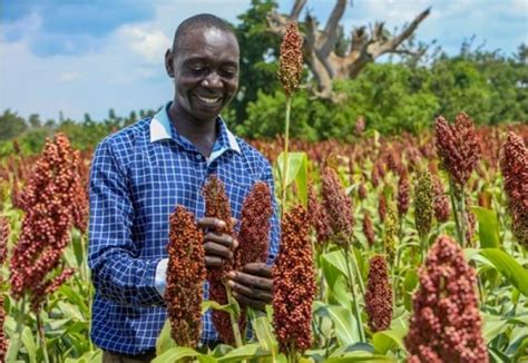 10 Most Produced Cash Crops in Africa | I Love Africa