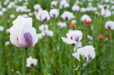 White Poppy Field | Copyright-free photo (by M. Vorel) | LibreShot