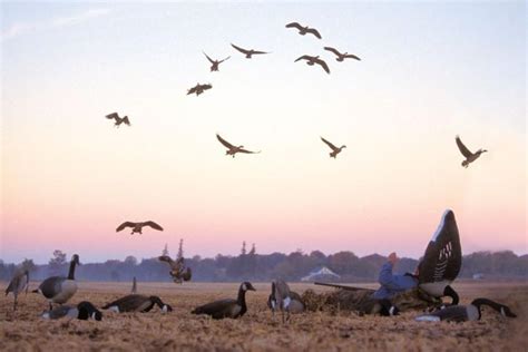 Top 5 goose-hunting secrets • Outdoor Canada