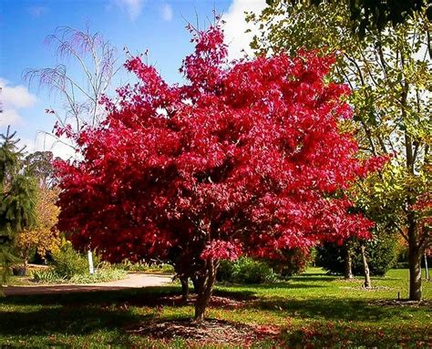 Acer 'Osakazuki' Japanese Maple 13" Pot - Hello Hello Plants & Garden Supplies