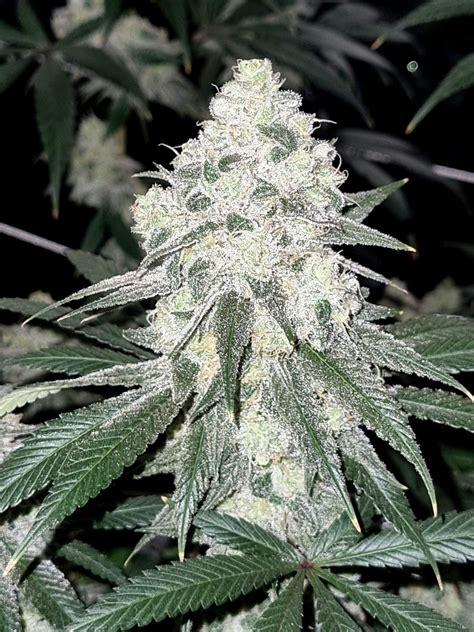 Frosted Biscotti Strain Info / Frosted Biscotti Weed By SinCity Seeds ...