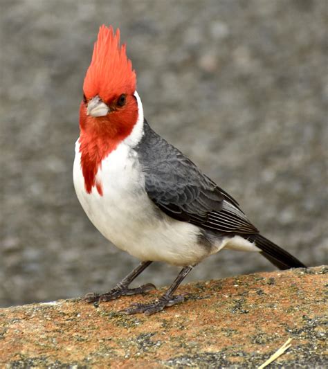 Red-Crested Cardinal. I love these little guys' flashy red crests, and they're pretty fearless ...