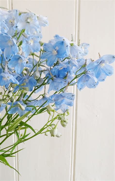 Pale blue delphiniums | Delphinium flowers, Blue delphinium, Light blue ...