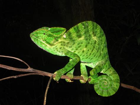 Biology of Animals: Chamaeleo zeylanicus (Indian chameleon)