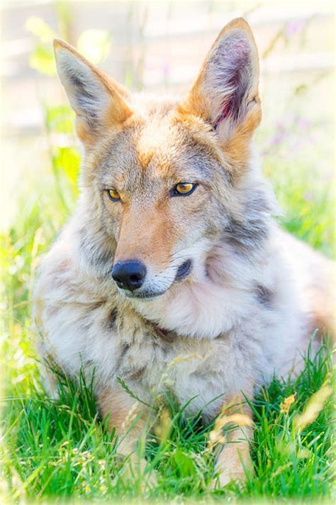 The Daily Coyote » Blog Archive » Those Coyote Ears