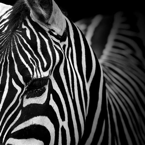 Portrait of Zebra in black and white V Photograph by Lukas Holas | Pixels