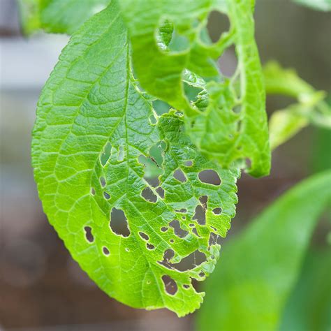 Winter moth damage plum | Alan Buckingham