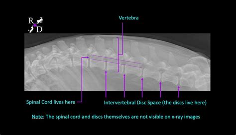 Intervertebral Disc Disease is such a pain! But what is it? — Ruff Day Veterinary Services LLC