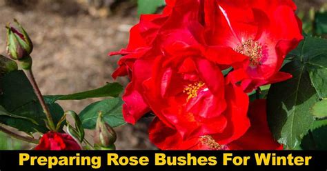 Preparing Roses For Winter: How To Prepare Roses For Winter [GUIDE]