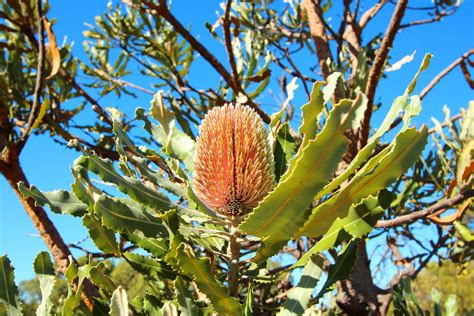 The Ultimate Guide to Native Australian Plants & Landscaping