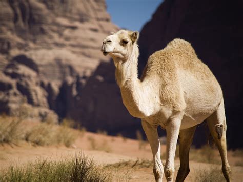 What's Good For Baby Camels Could Be Good For Human Skin | NCPR News