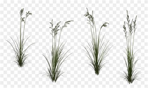 Tall Grass Transparent - Wheat Grass Texture, HD Png Download ...