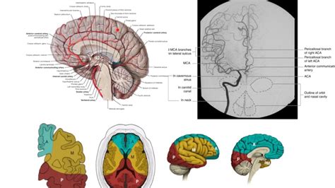 Posterior Cerebral Artery Anatomy