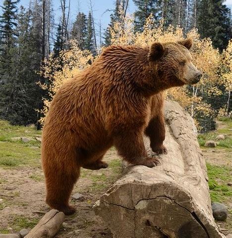 California grizzly bear (SciiFii) | Novum Terram Wiki | Fandom