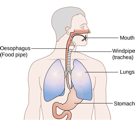 Esophagus Cancer Surgery | Best Gastro Surgeon Ahmedabad, Best Gatroenterologist Ahmedabad, Best ...