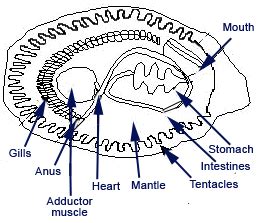 Anatomy Of An Oyster - Anatomical Charts & Posters