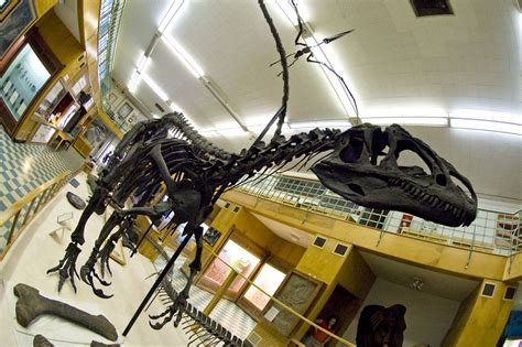 "Big Al", Allosaurus at the Geologcial Museum of the University of Wyoming, Laramie, WY. © Mark ...