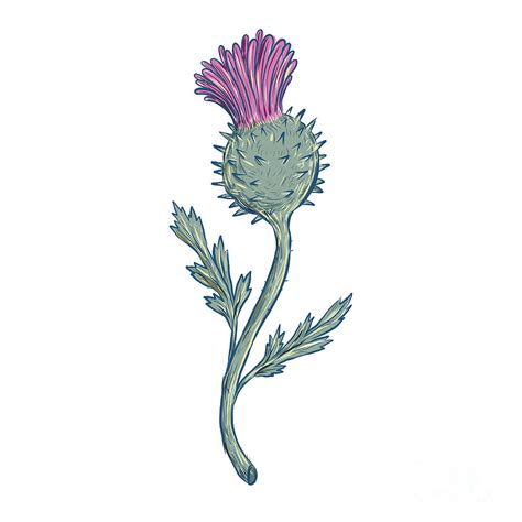 Scottish Thistle Drawing Digital Art by Aloysius Patrimonio - Pixels