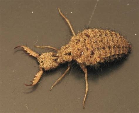 Myrmeliontidae(antlion) larva - dig pits in sand and bury themselves ...