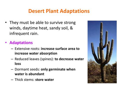 Plant Adaptations In The Desert