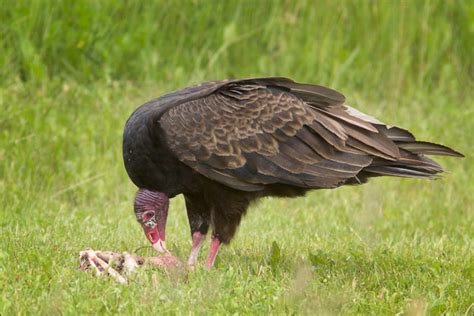 Turkey Vulture Eating Carrion | Mike Lascut Photography