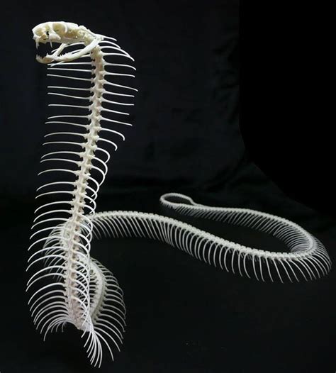 Snake skeleton | 동물 해부학, 뼈, 뱀