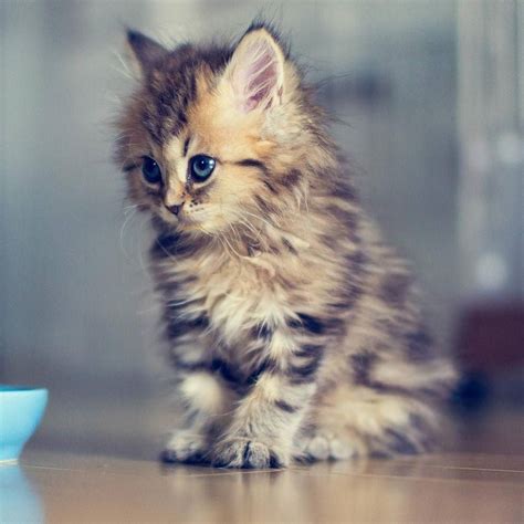 Kitty cat on Instagram: “#Cute #little #fluffy #kitten. . . #catsofinstagram” | Kittens cutest ...