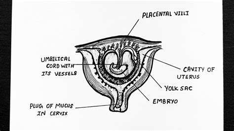 Uterus Diagram