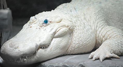 krokodil | Albino animals, Rare albino animals, Rare animals