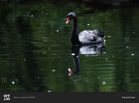 Black swan reflecting in lake stock photo - OFFSET