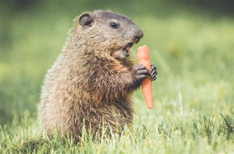 7 Things Groundhogs Like To Eat Most (Diet, Care & Feeding Tips)