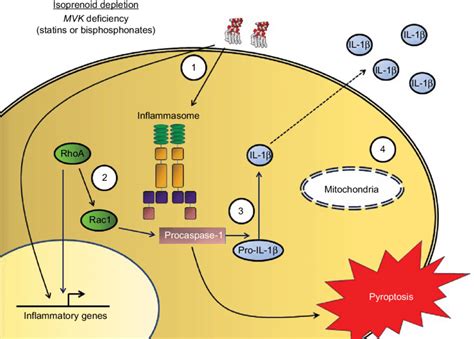 Proposed pathogenesis of mevalonate kinase deficiency. Notes: Loss of... | Download Scientific ...