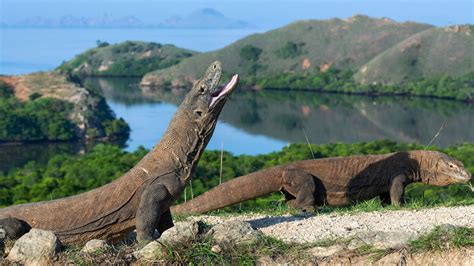 The Komodo dragon: facts and myths