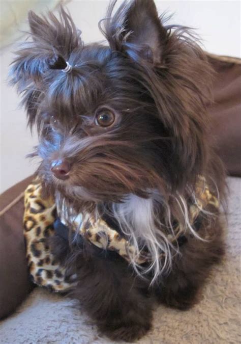 My sweet dark chocolate girl Lulu (Kahlua) Biewer Yorkie, Teacup Yorkie, Yorkie Puppy, Poodle ...